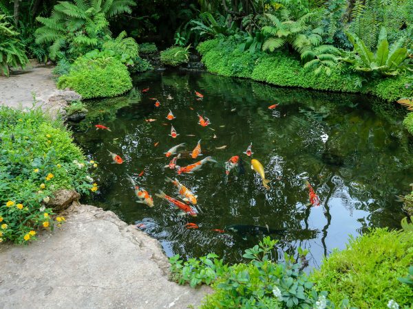 estanque-jardin-peces